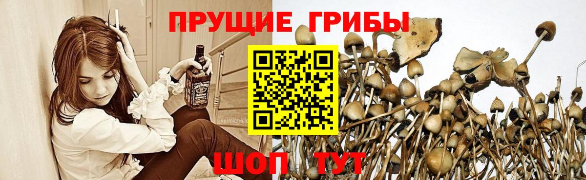 Галлюциногенные грибы Psilocybine cubensis  Вход с VPN  закладка  Новоалександровск 